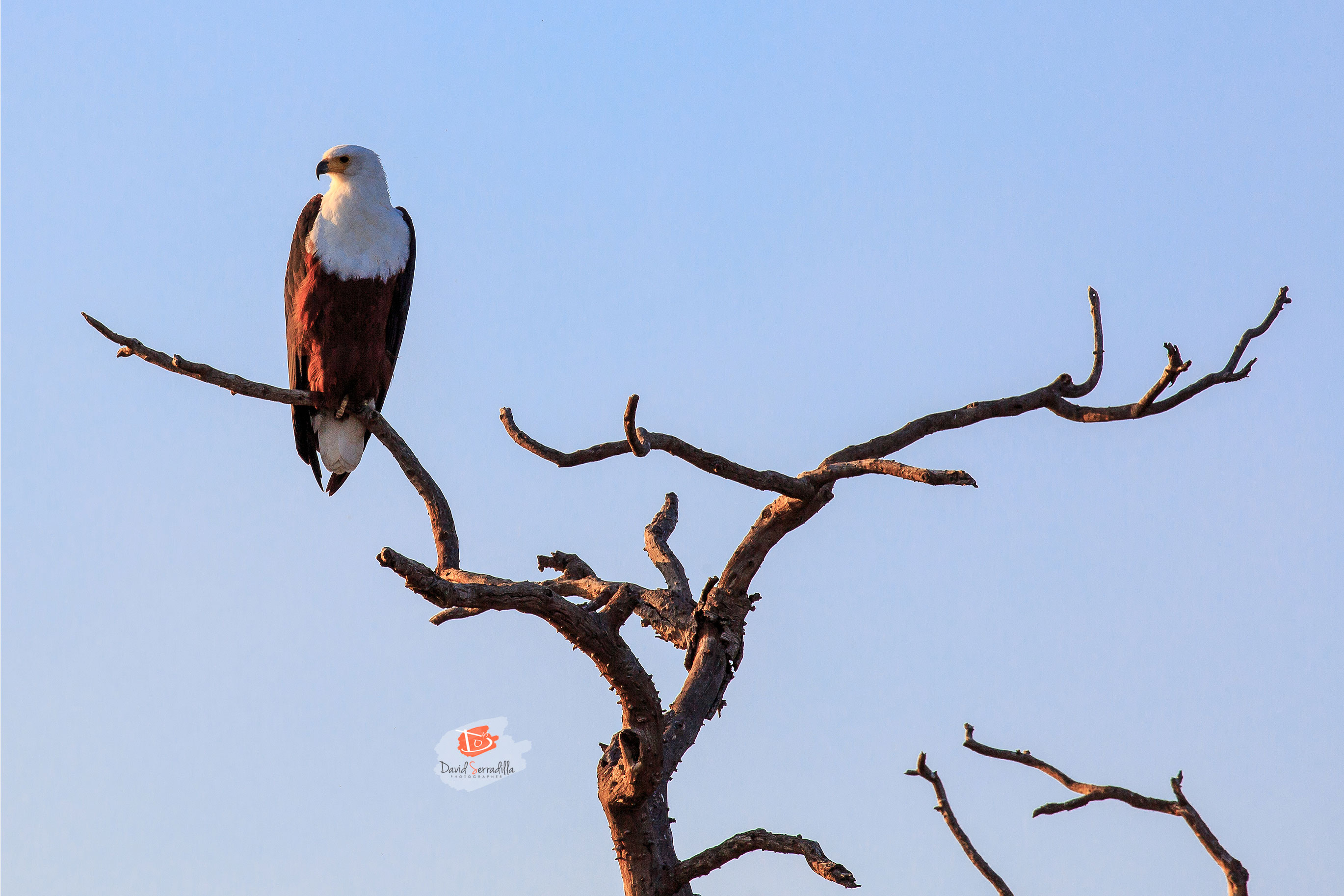 Águila pescadora Africana