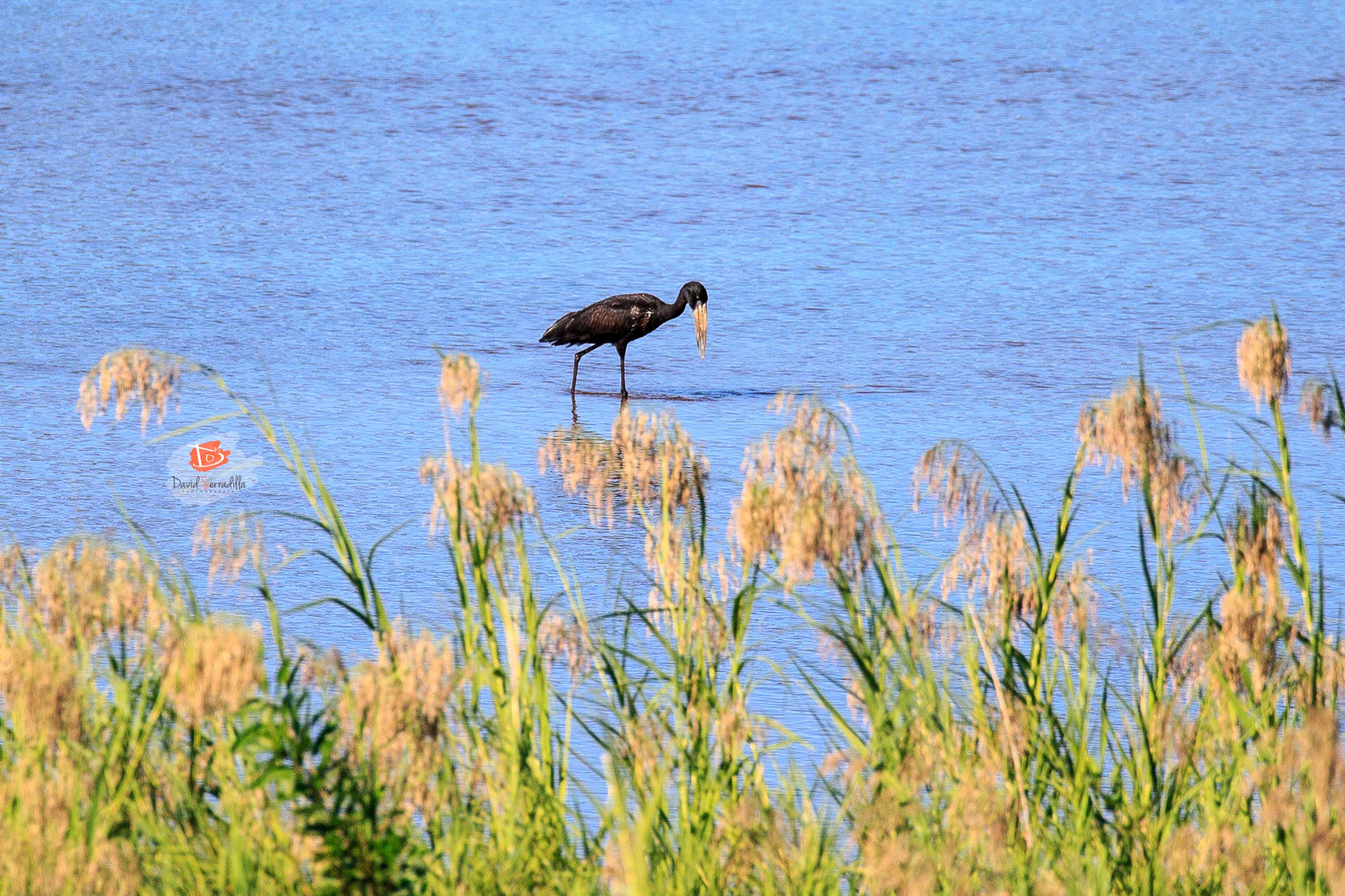 African Openbill