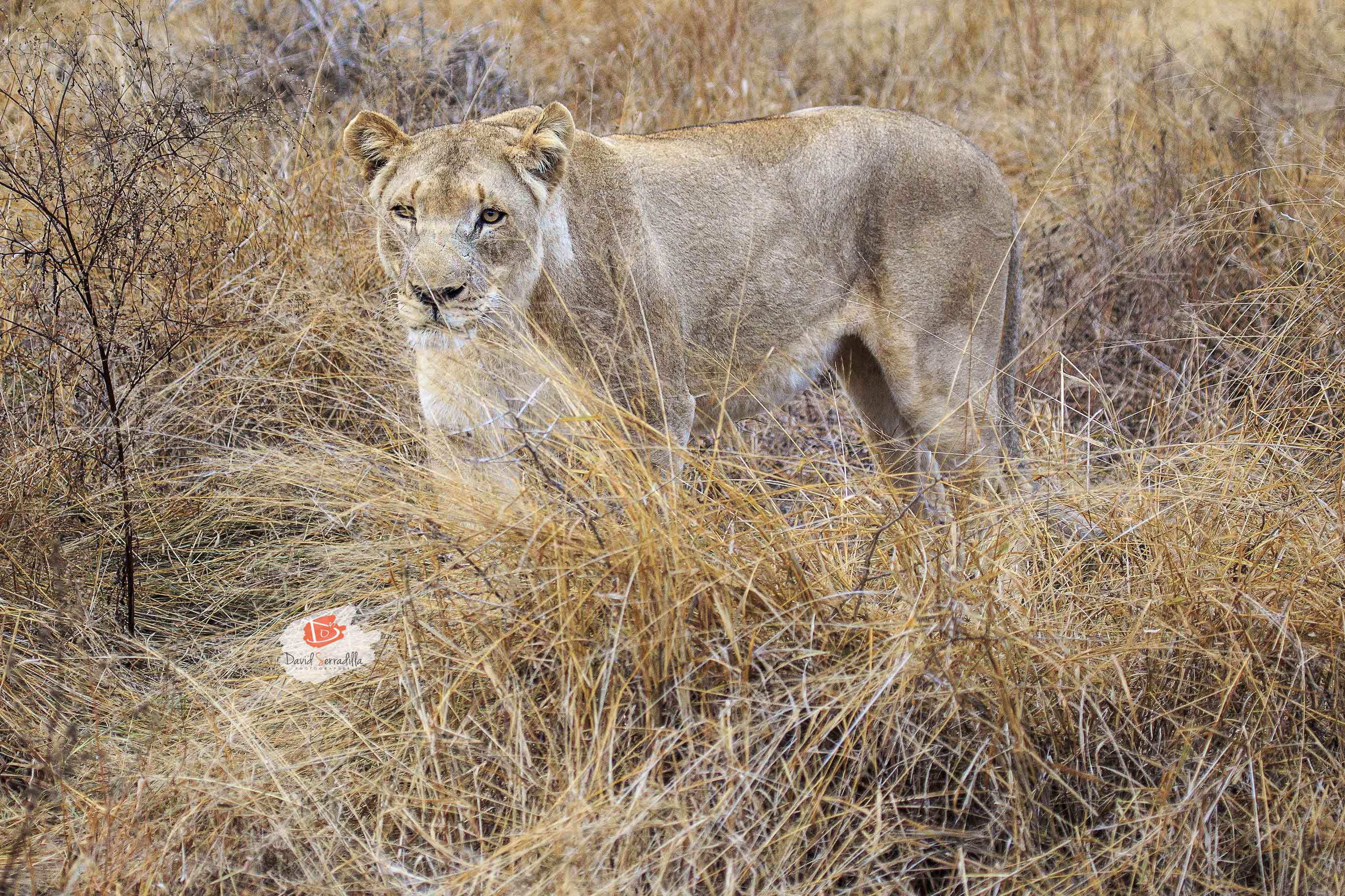 Leones del Parque Nacional Hlane (Suazilandia)