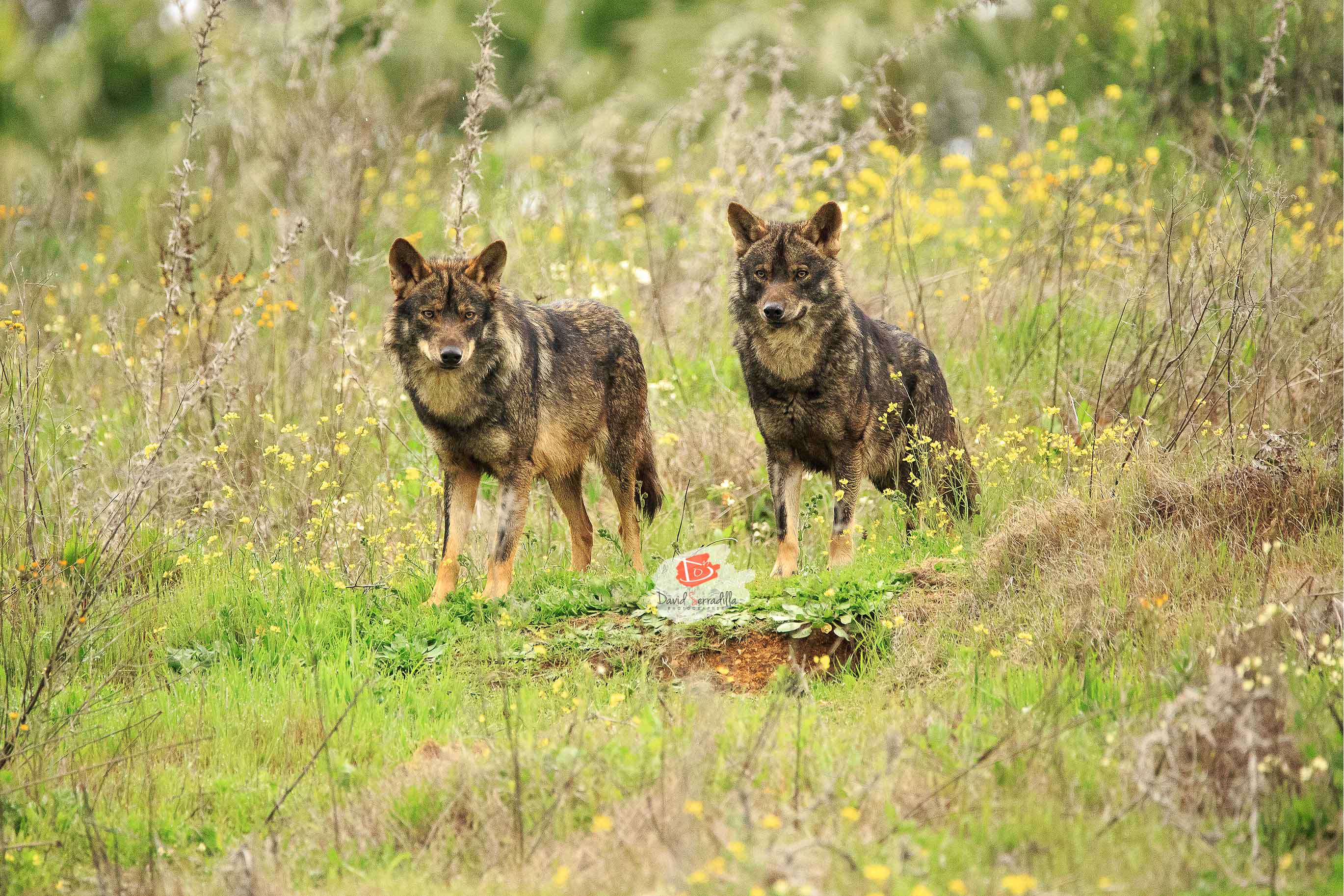 Lobo Ibérico