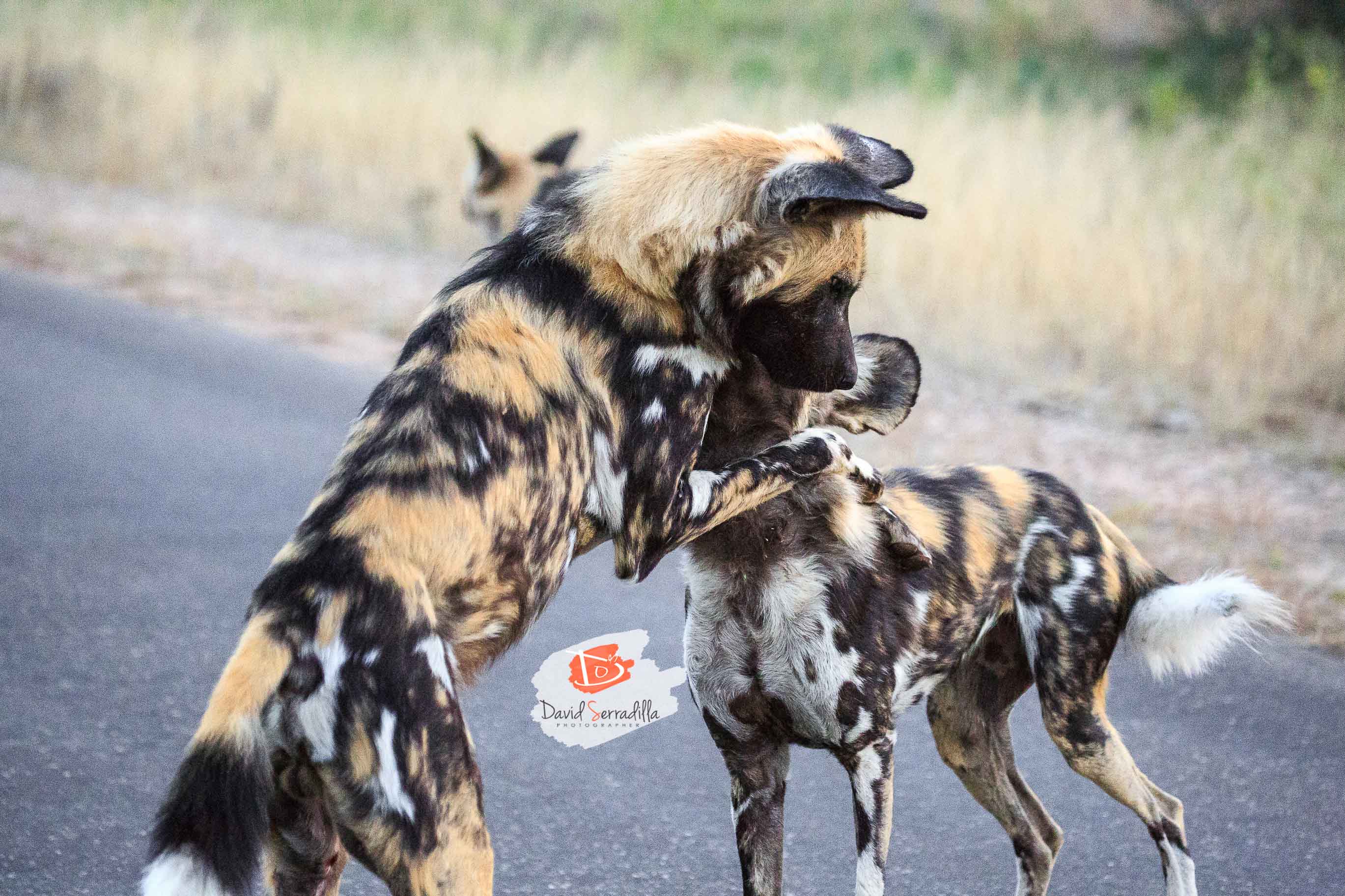 Lycaones o Wild Dog